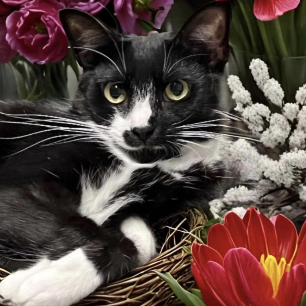 A young medium-sized female Black Tuxedo cat named Tessie for adoption in FORT LAUDERDALE, FL