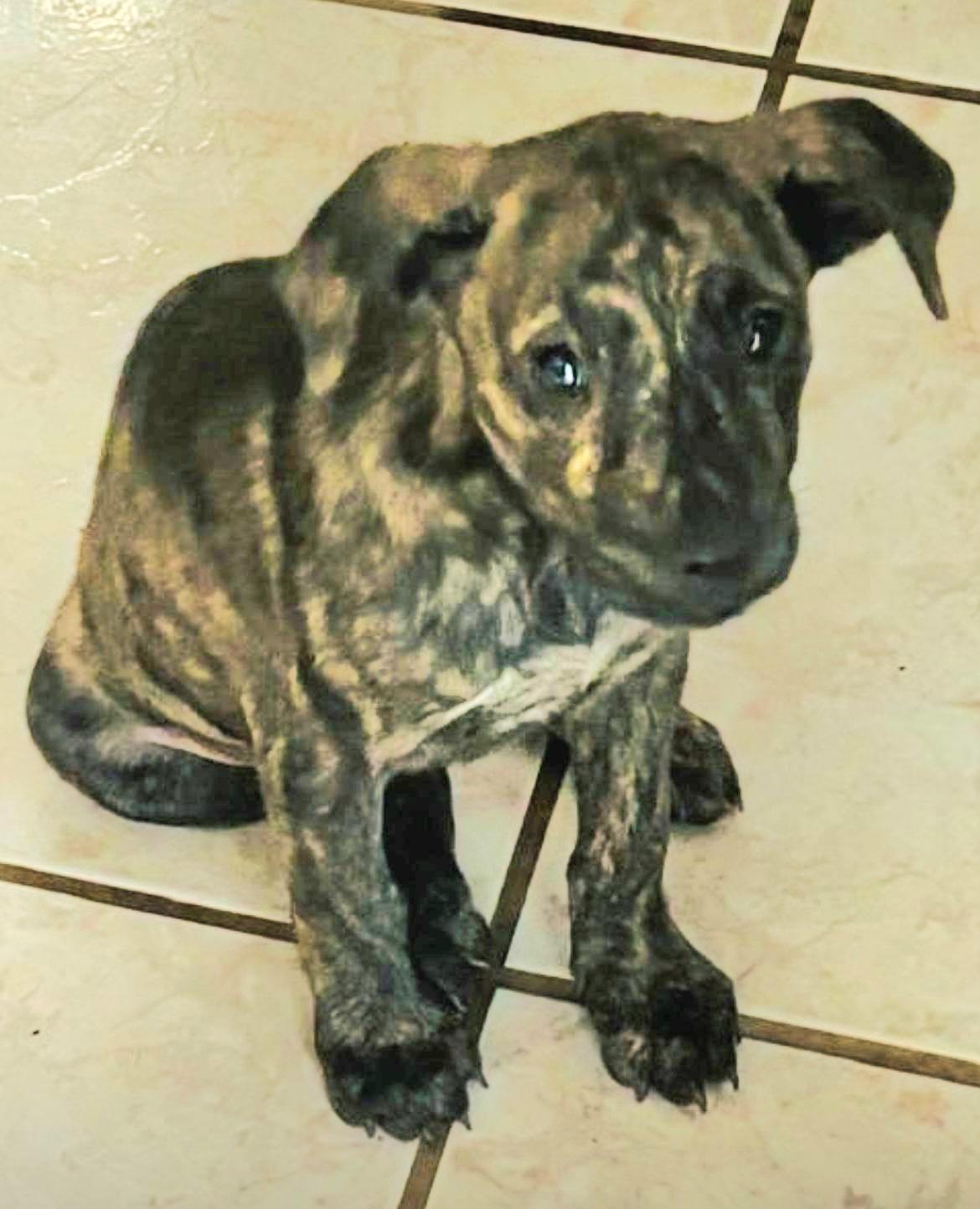 Daisy Tiffany "cuddle With