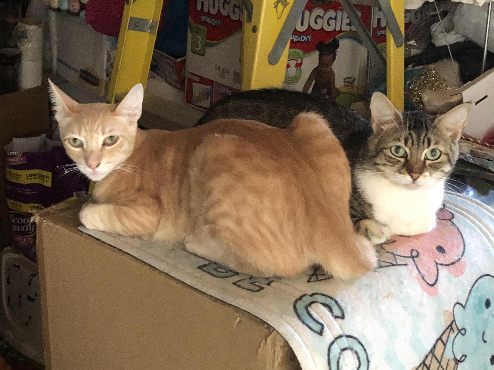 Griffin & Abby: Purrfect