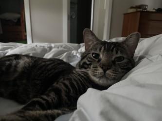 An adult medium-sized male Domestic Short Hair cat named Ludo for adoption in Bellevue, WA