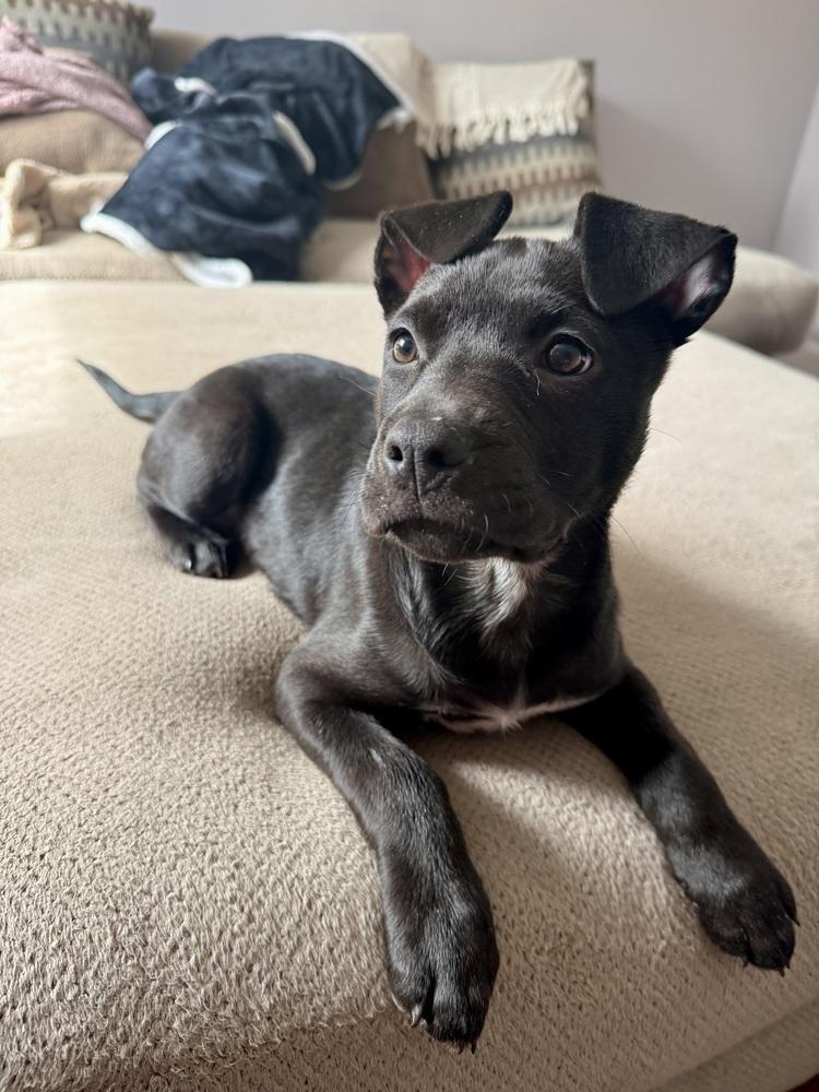 A baby medium-sized female Black Staffordshire Bull Terrier dog named Storm for adoption in Brewster , NY