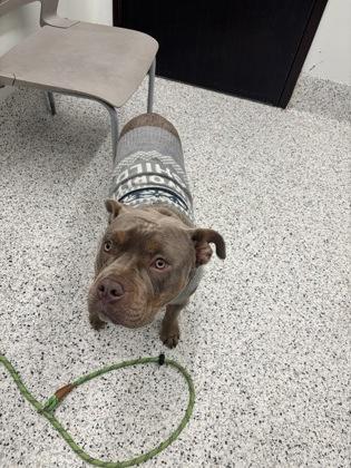 An adult large-sized male Mixed Breed dog named Bill for adoption in Atlanta, GA