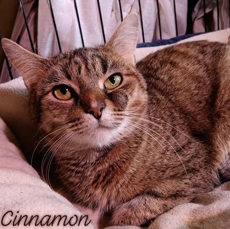 Cinnamon