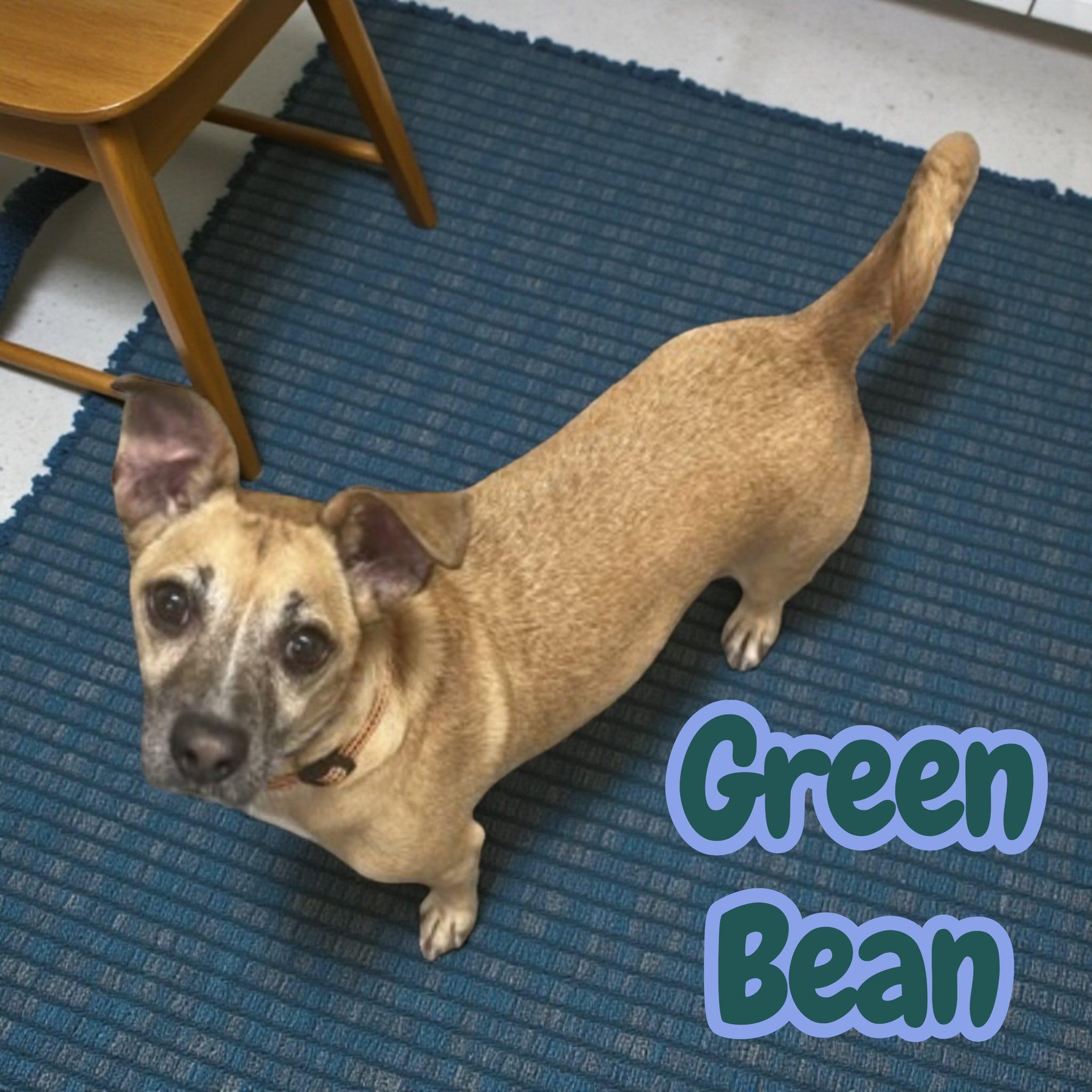 Green Bean Nj