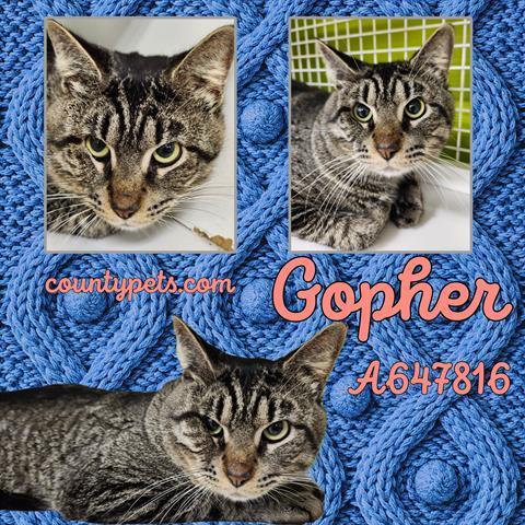 An adult large-sized male Domestic Short Hair cat named Gopher for adoption in Houston, TX