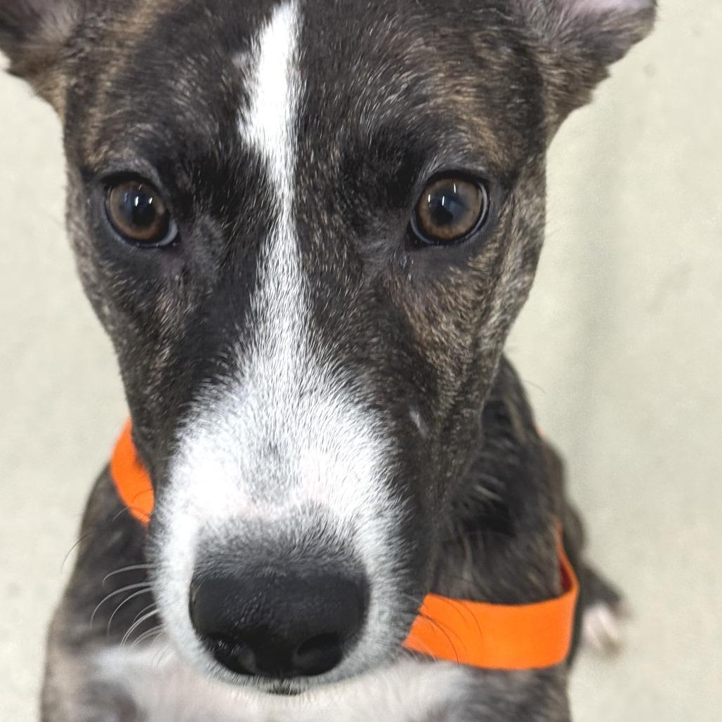 A baby medium-sized female Brindle Mixed Breed dog named Lilith for adoption in Marshall, VA