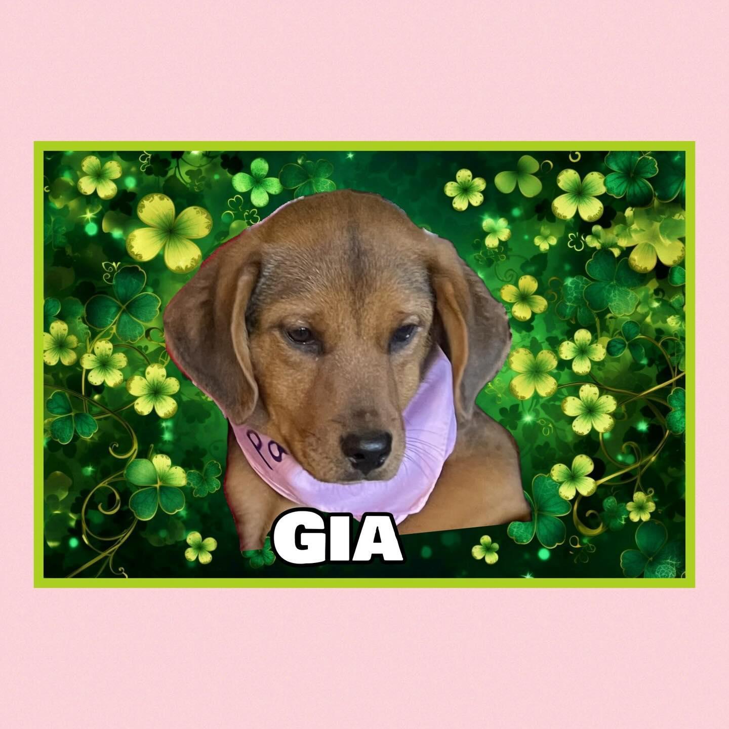 Gia