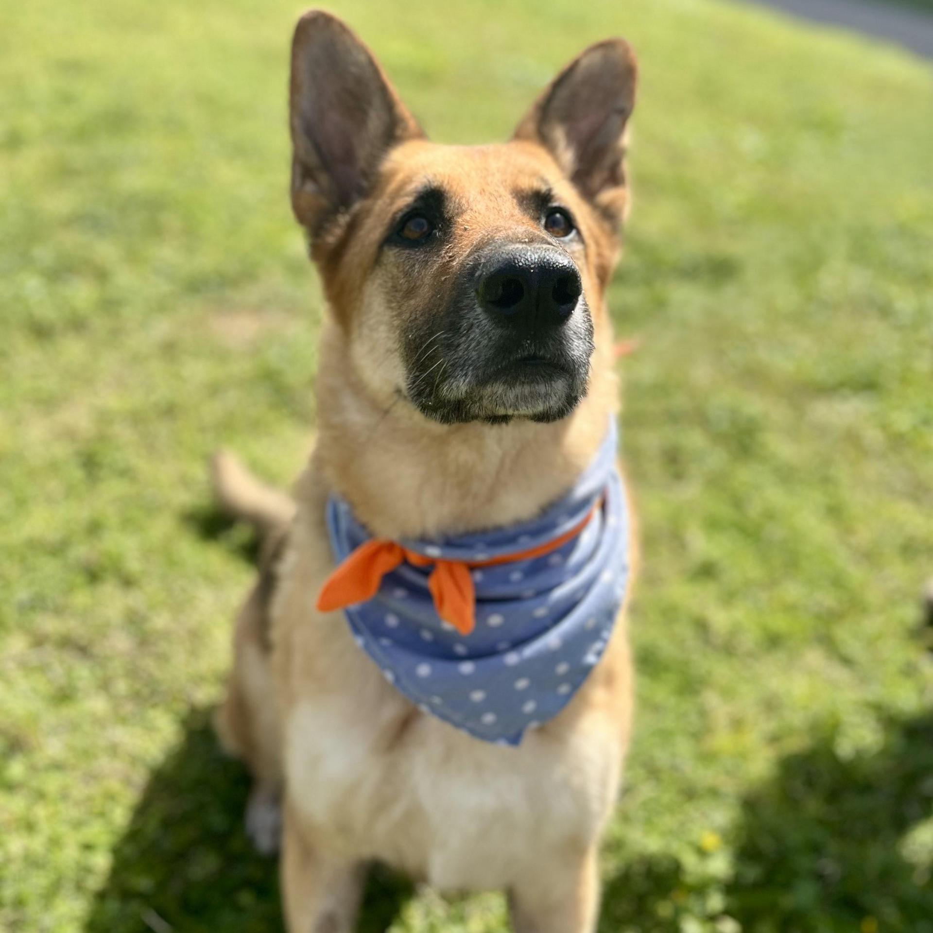 Tangerine