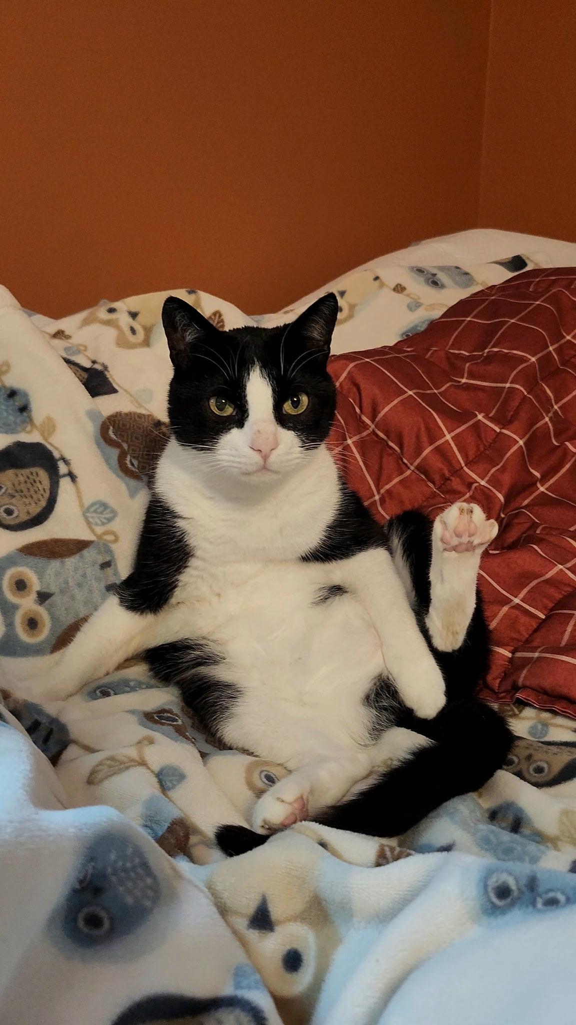 An adult medium-sized female Black & White / Tuxedo Domestic Short Hair cat named Misha for adoption in Seneca, SC