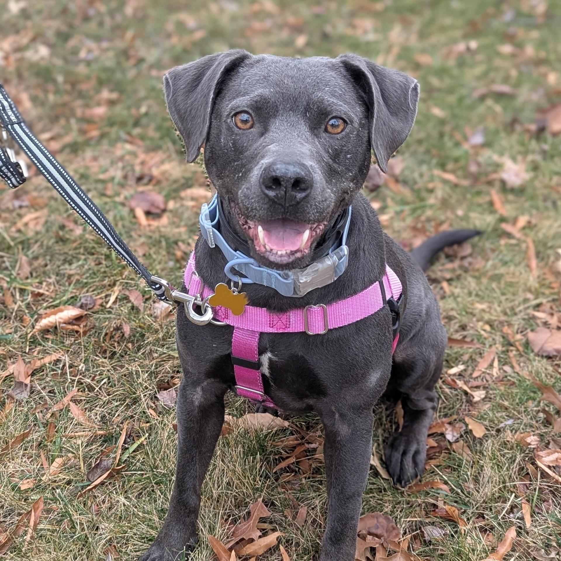 An adult medium-sized female Gray / Blue / Silver Pit Bull Terrier dog named Truffles for adoption in Potomac, MD