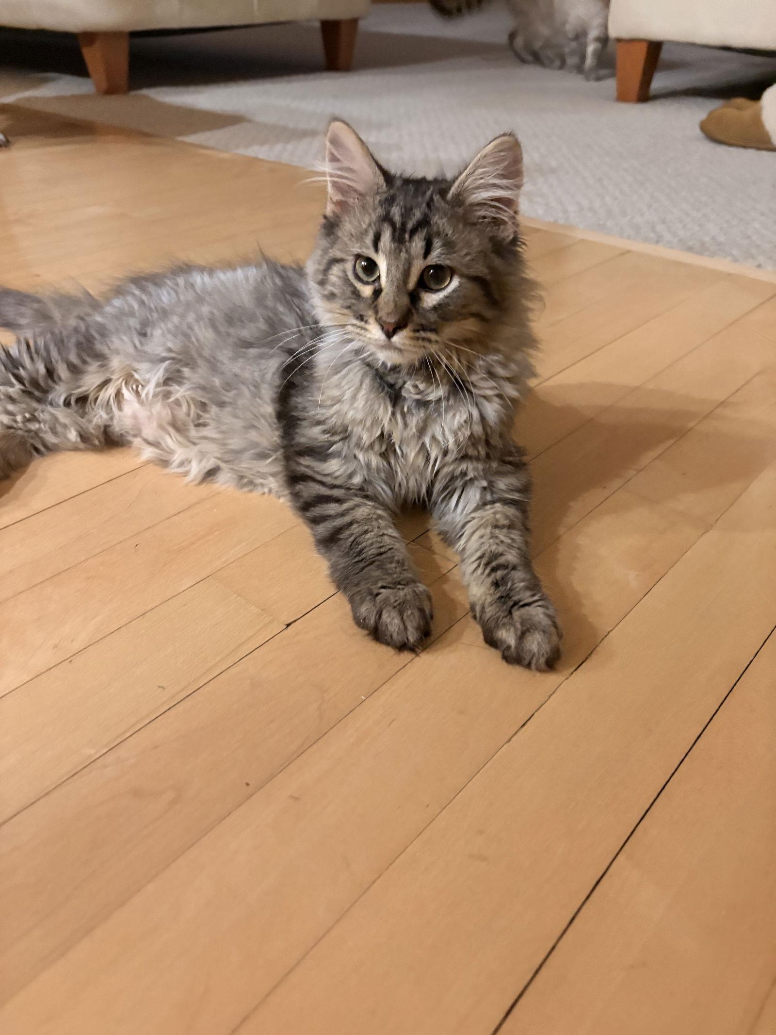 A young small-sized male Domestic Long Hair cat named France C for adoption in minneapolis, MN