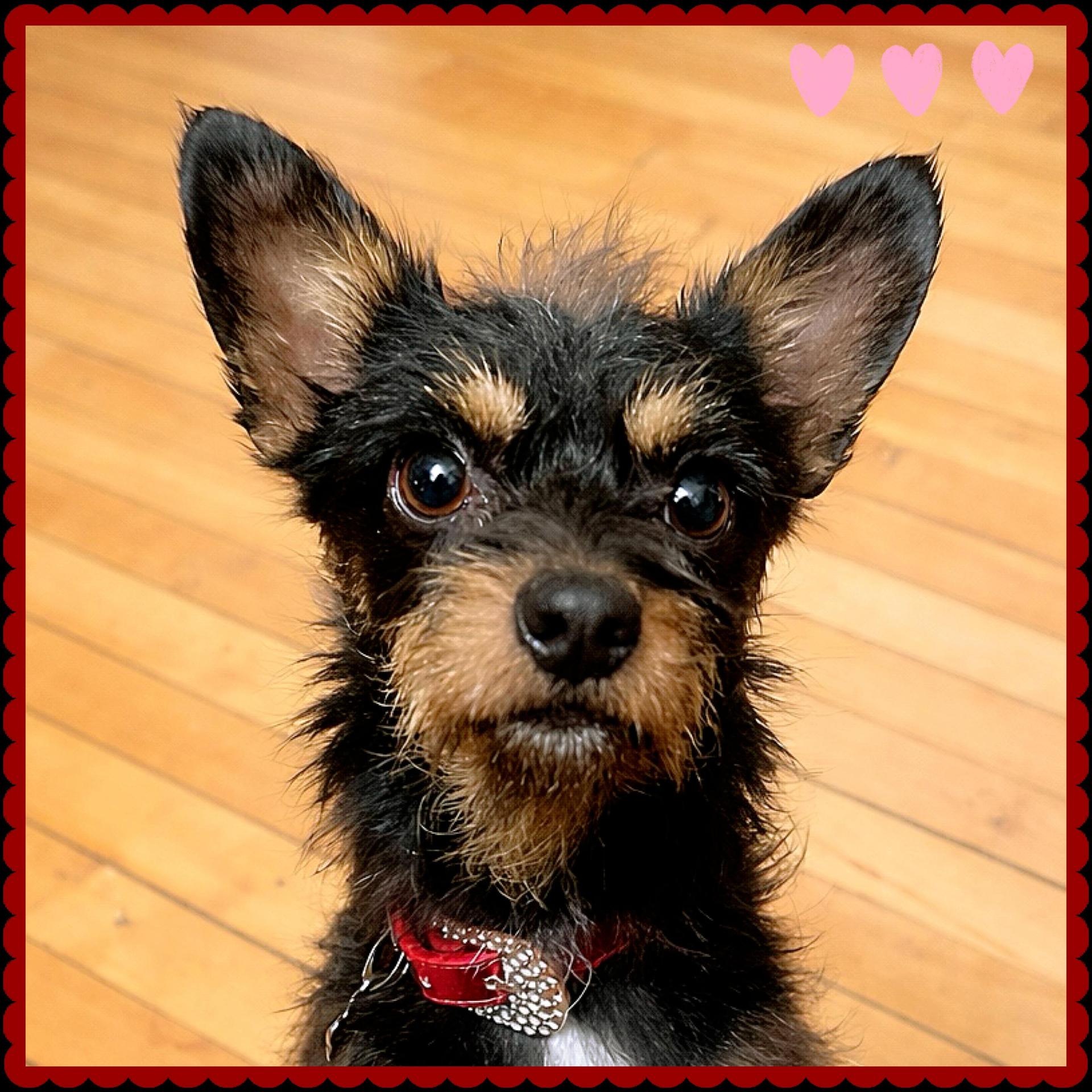 A young small-sized female Chiweenie dog named Callie Rose for adoption in Hartland, WI
