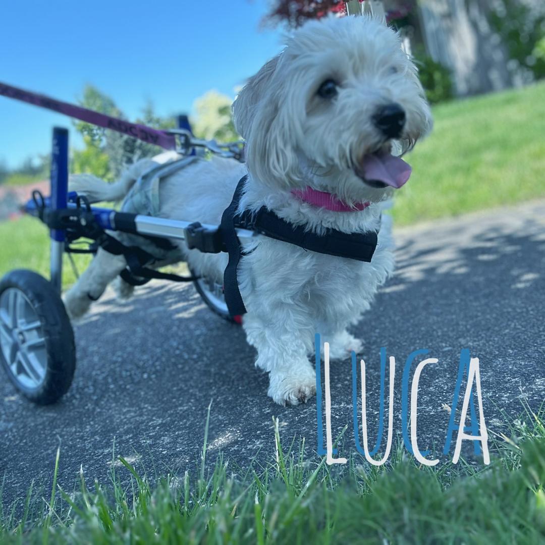 Luca