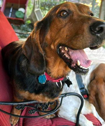 A young medium-sized female Basset Hound dog named Bo for adoption in Mays Landing, NJ