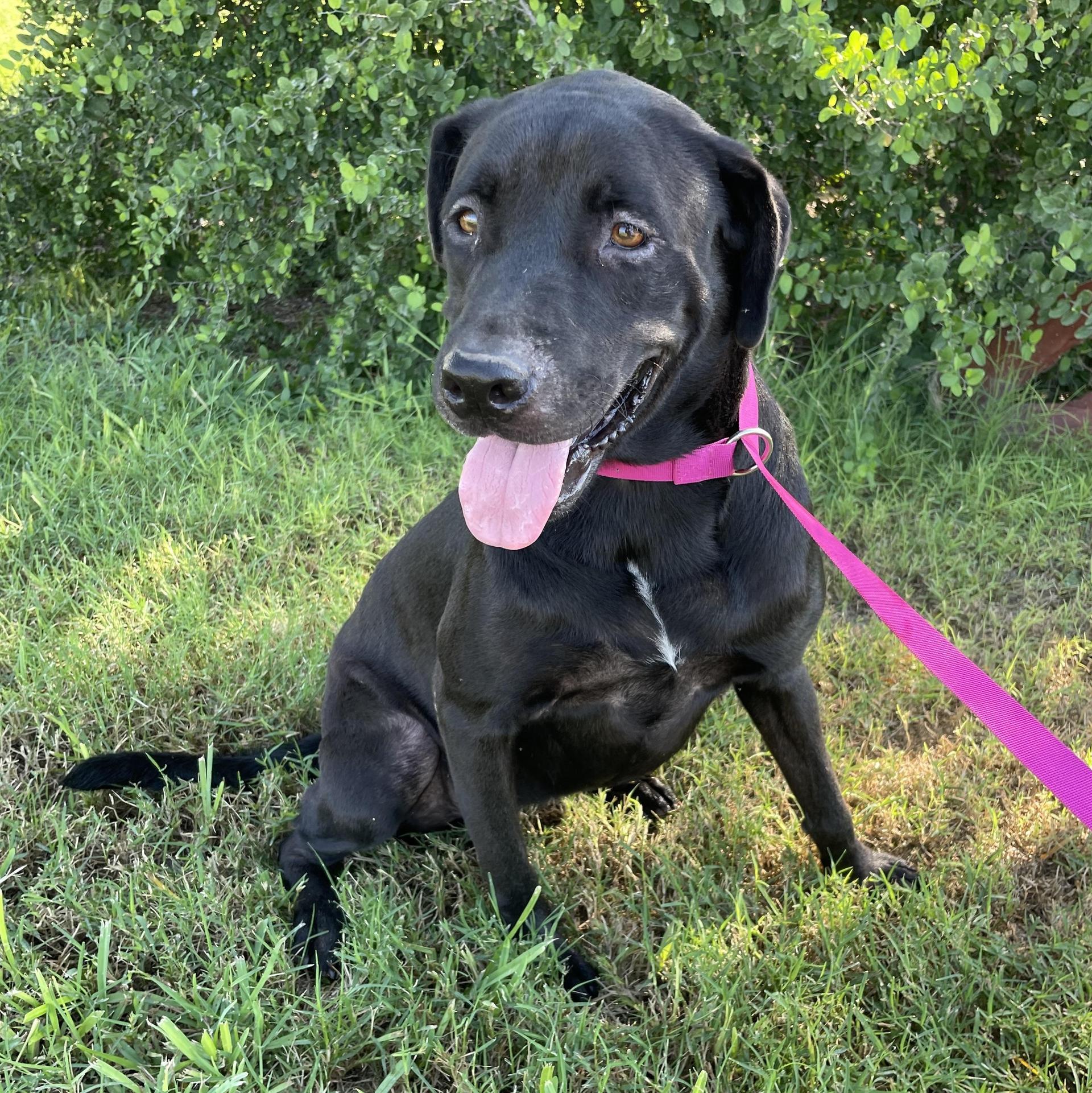 A young large-sized female Labrador Retriever dog named Bonnie for adoption in Harlingen, TX