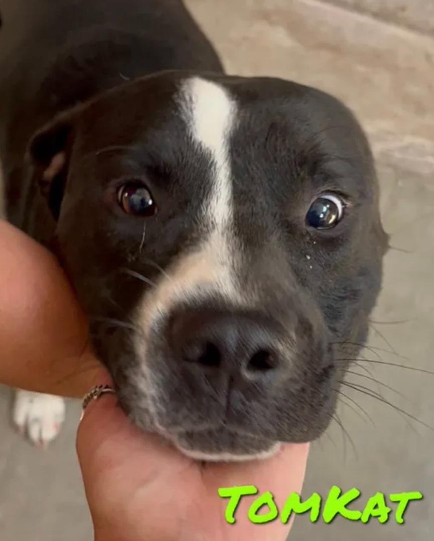 An adult large-sized male Black Pit Bull Terrier dog named Tomkat for adoption in Canyon, TX