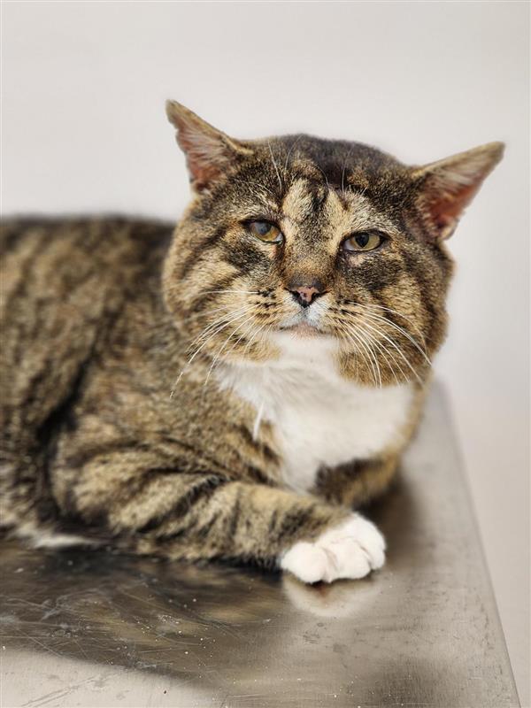 Theodore Cinnamon Roll