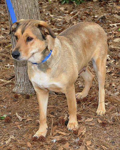 An adult medium-sized female Yellow / Tan / Blond / Fawn Shepherd dog named Cookie for adoption in Lake Wylie, SC