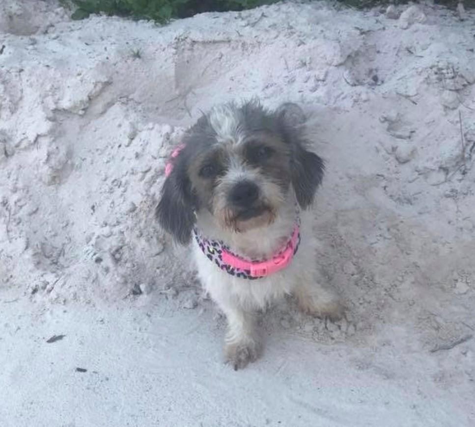 A senior small-sized female Gray / Blue / Silver Shih Tzu dog named Zzcourtesy Listing For Sasha for adoption in New Rochelle, NY