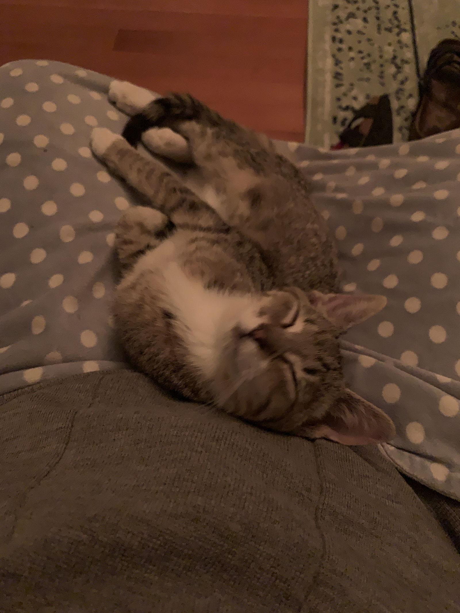A young small-sized male Domestic Short Hair cat named Spain C for adoption in minneapolis, MN