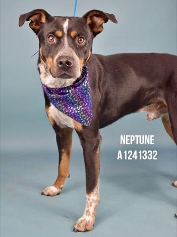 Neptune Urgent! Longtime