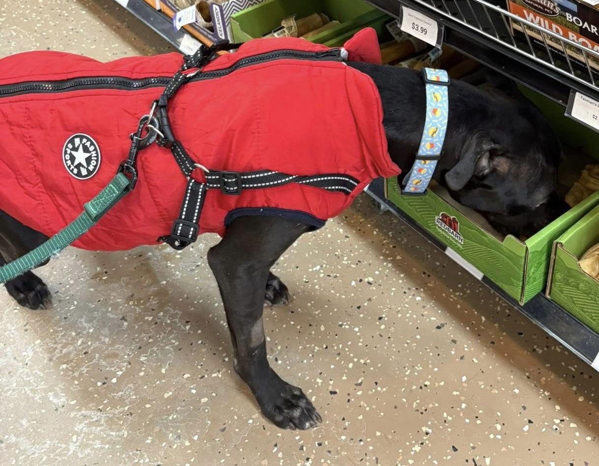 Joe Lover And Snugglebug