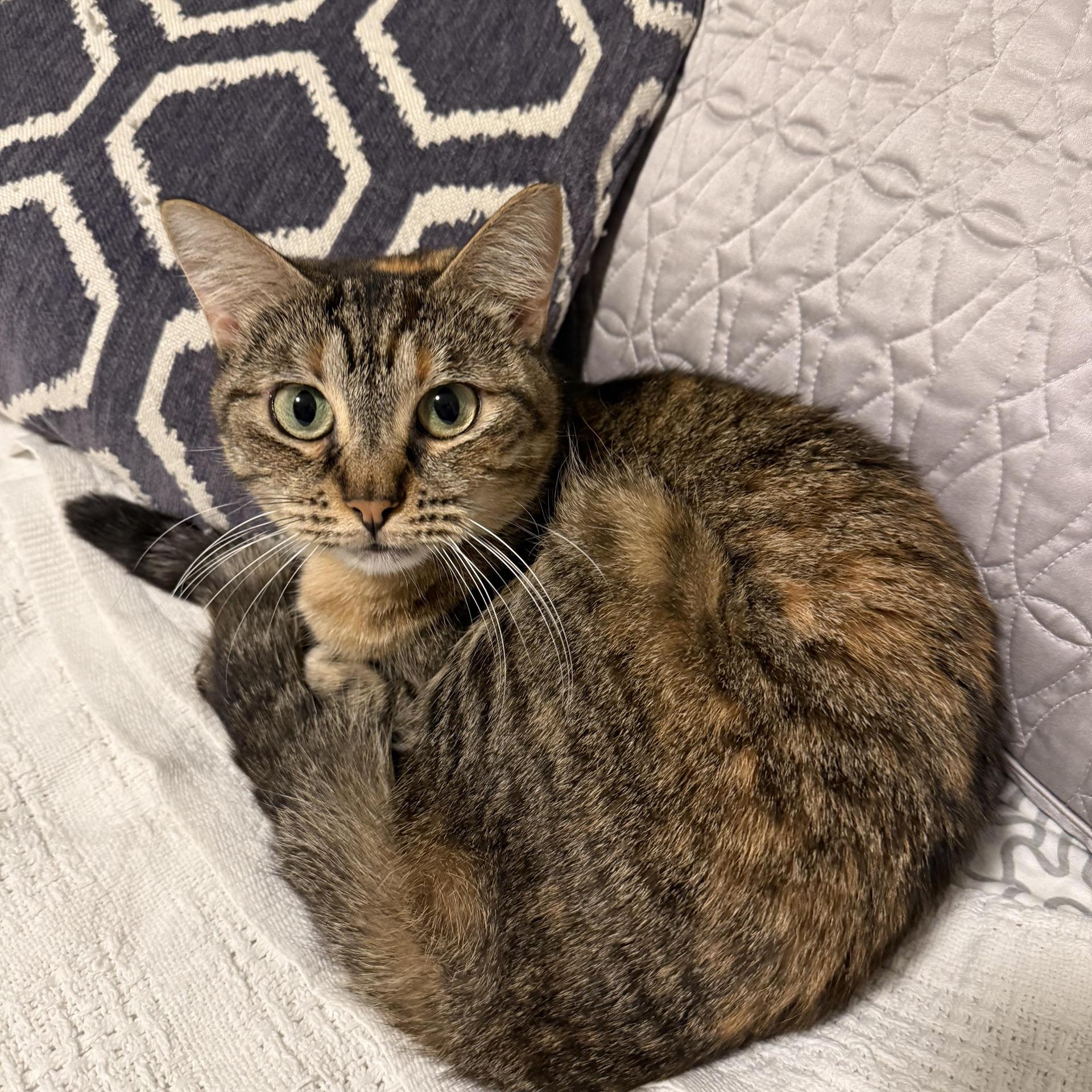 An adult medium-sized female Domestic Short Hair cat named Clara Louise for adoption in Miami, FL