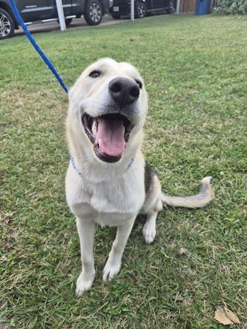 A young large-sized female German Shepherd Dog dog named Birdie for adoption in Houston, TX