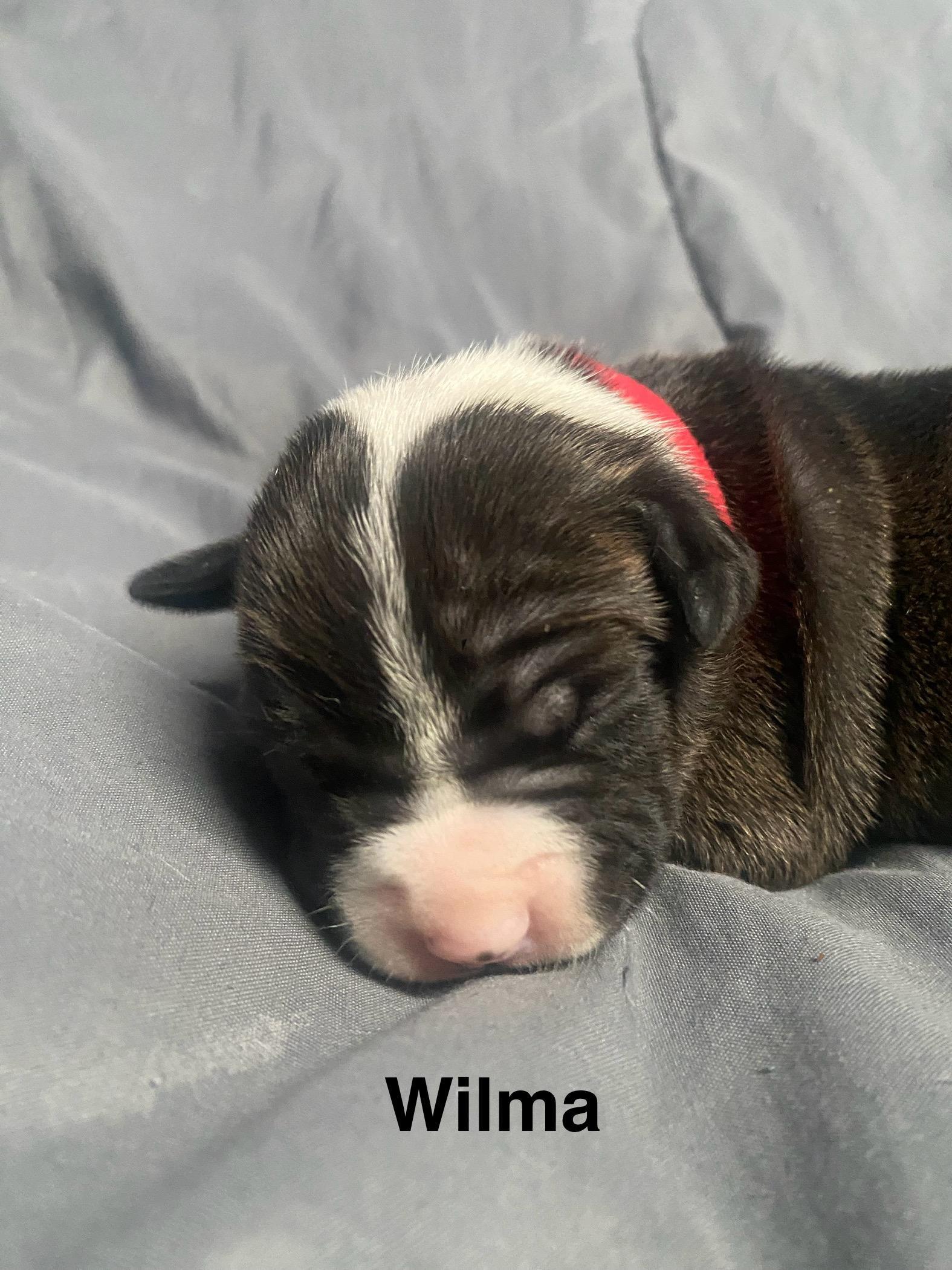 Wilma