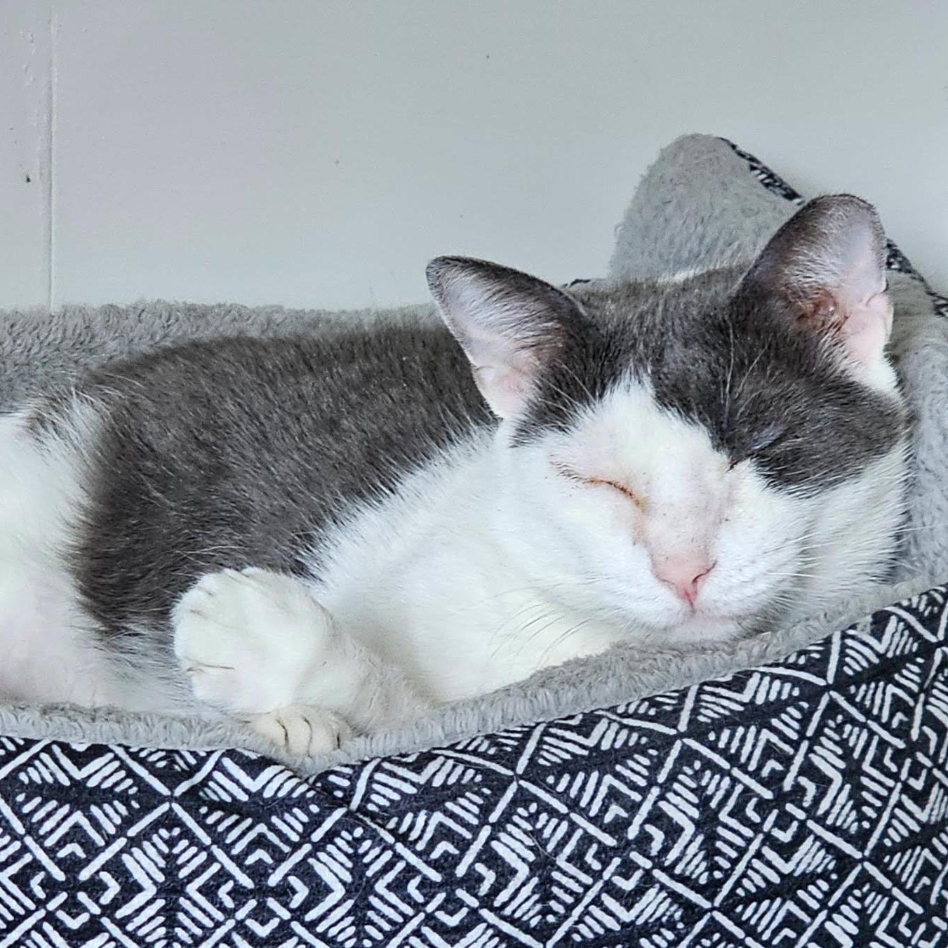 An adult large-sized male Gray & White Domestic Short Hair cat named Ferrari for adoption in Statesboro, GA
