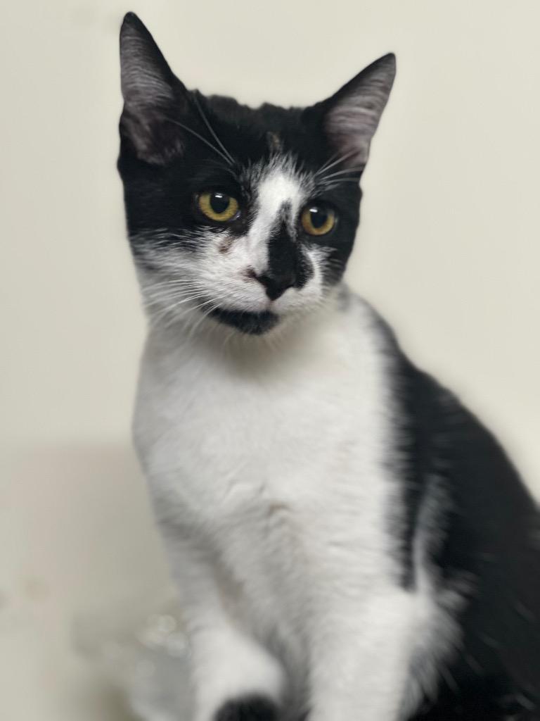 A young medium-sized male Domestic Short Hair cat named Binx for adoption in New York, NY