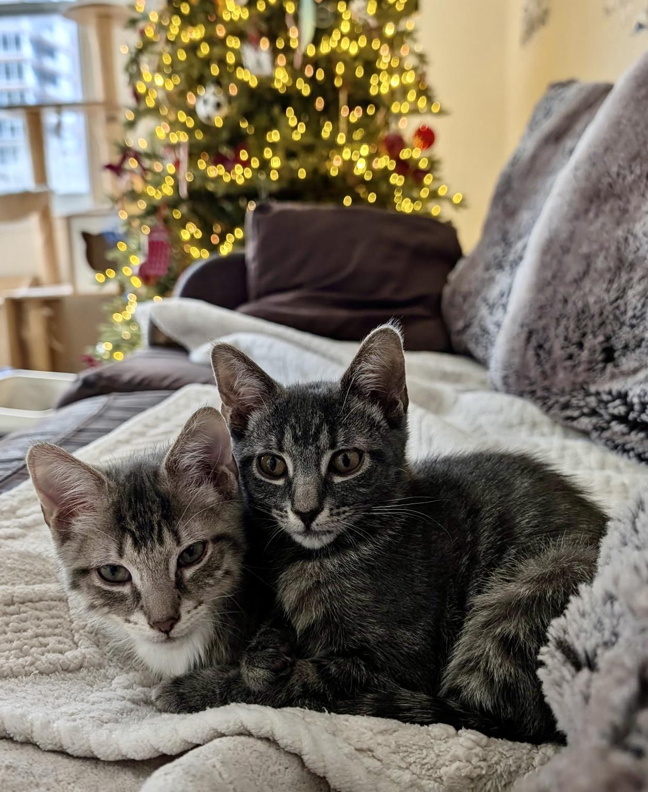 Charlie Lolapurrfect Together