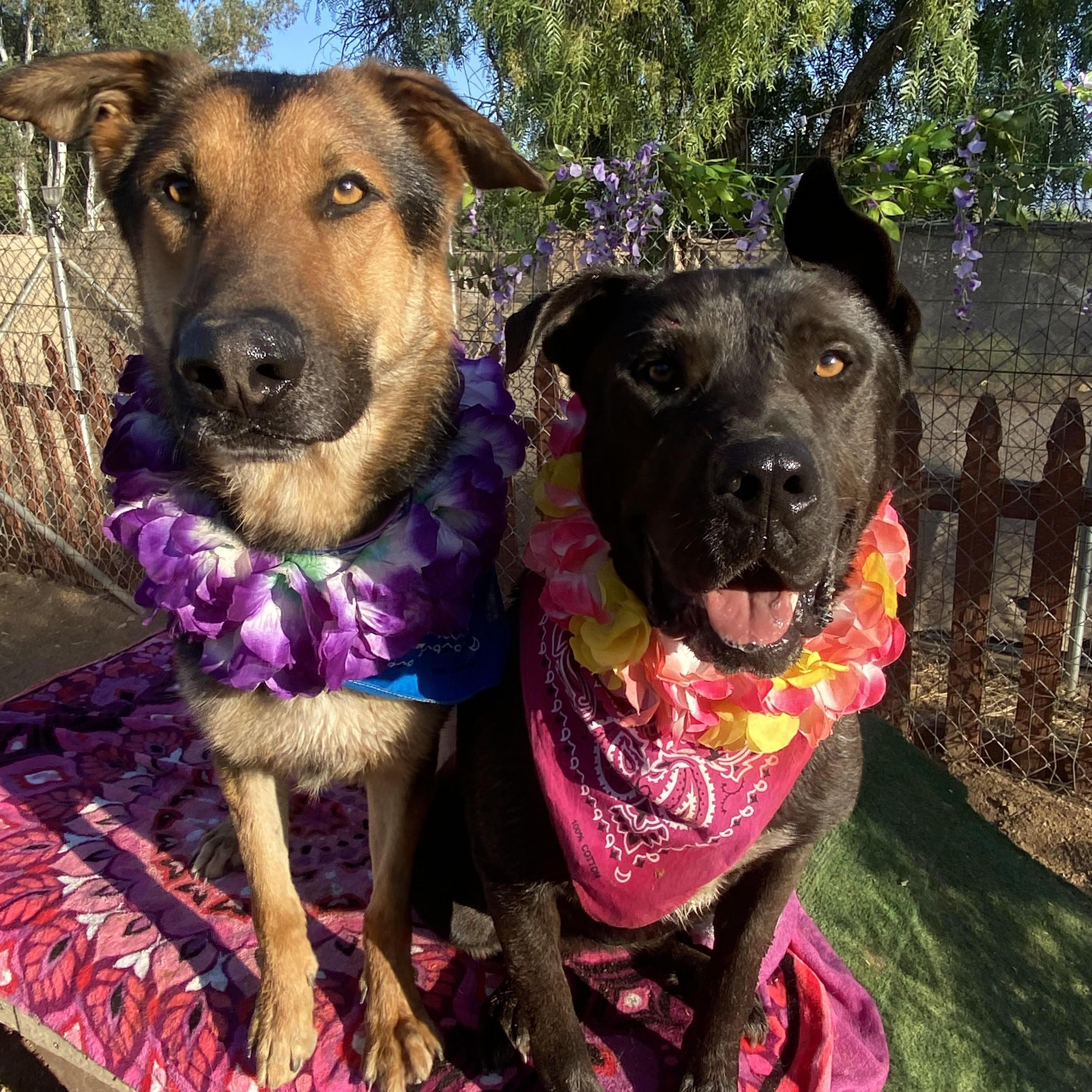 Roxy Black Labrador Mix