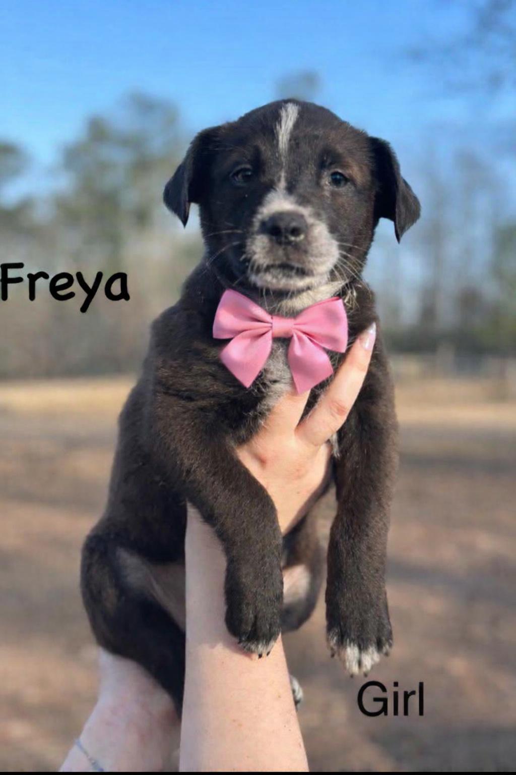 Freya