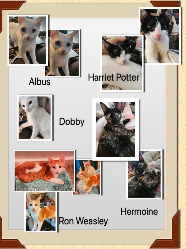 A baby medium-sized male Domestic Short Hair cat named Harry Potter Litter for adoption in Ladonia, TX
