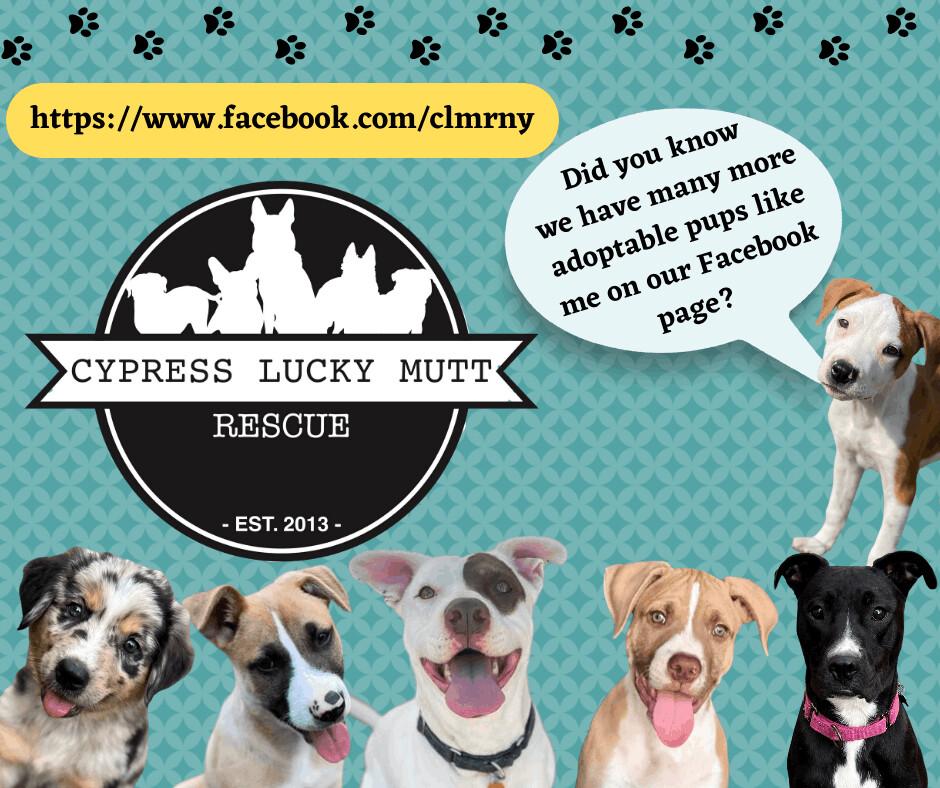 Cypress Lucky Mutt Northeast