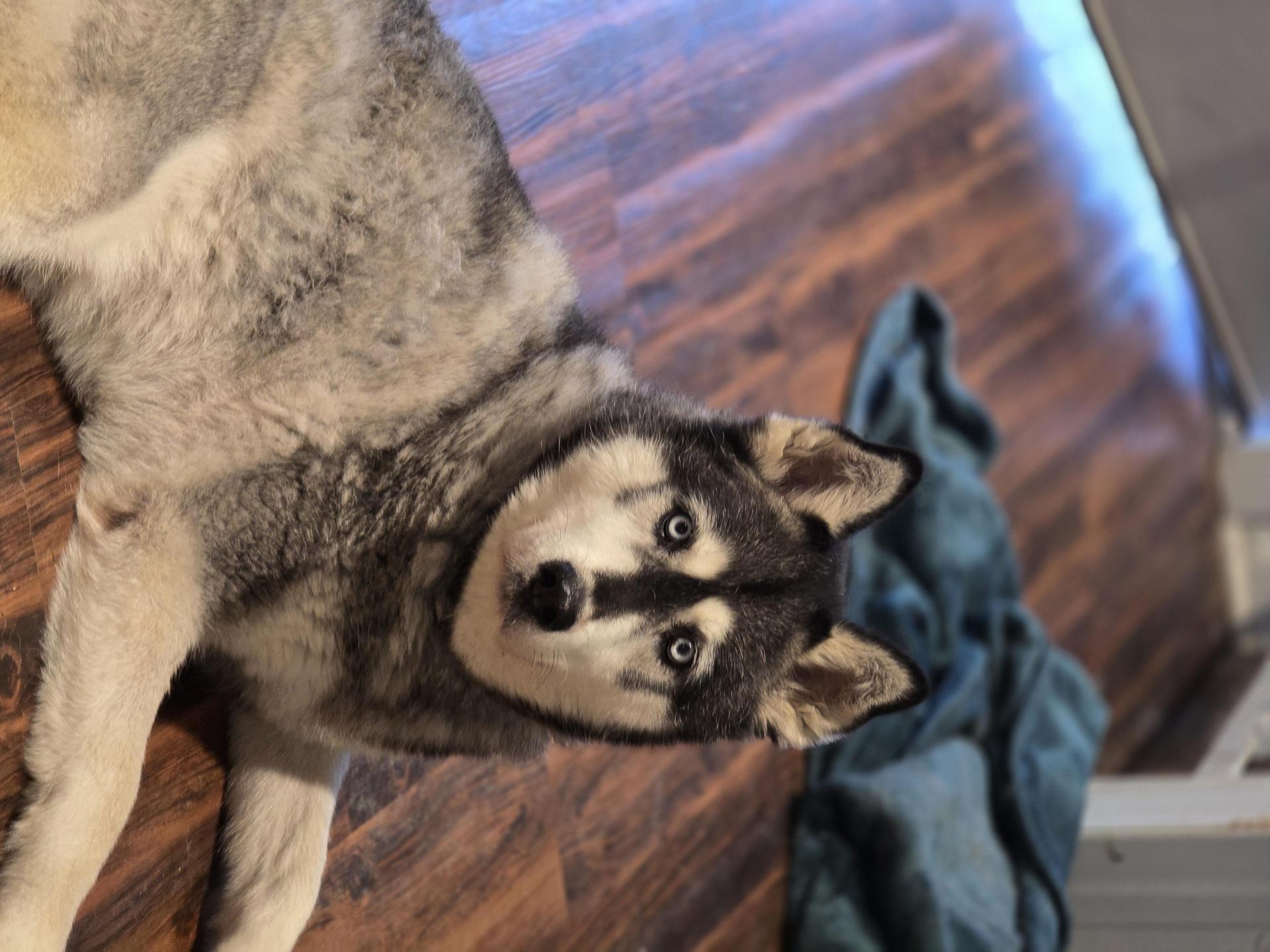 An adult medium-sized male Siberian Husky dog named Lobo for adoption in Sumter, SC