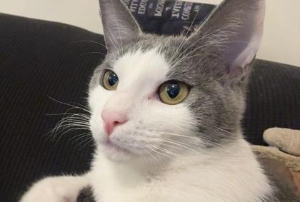 Mikey `a Priority photo 1