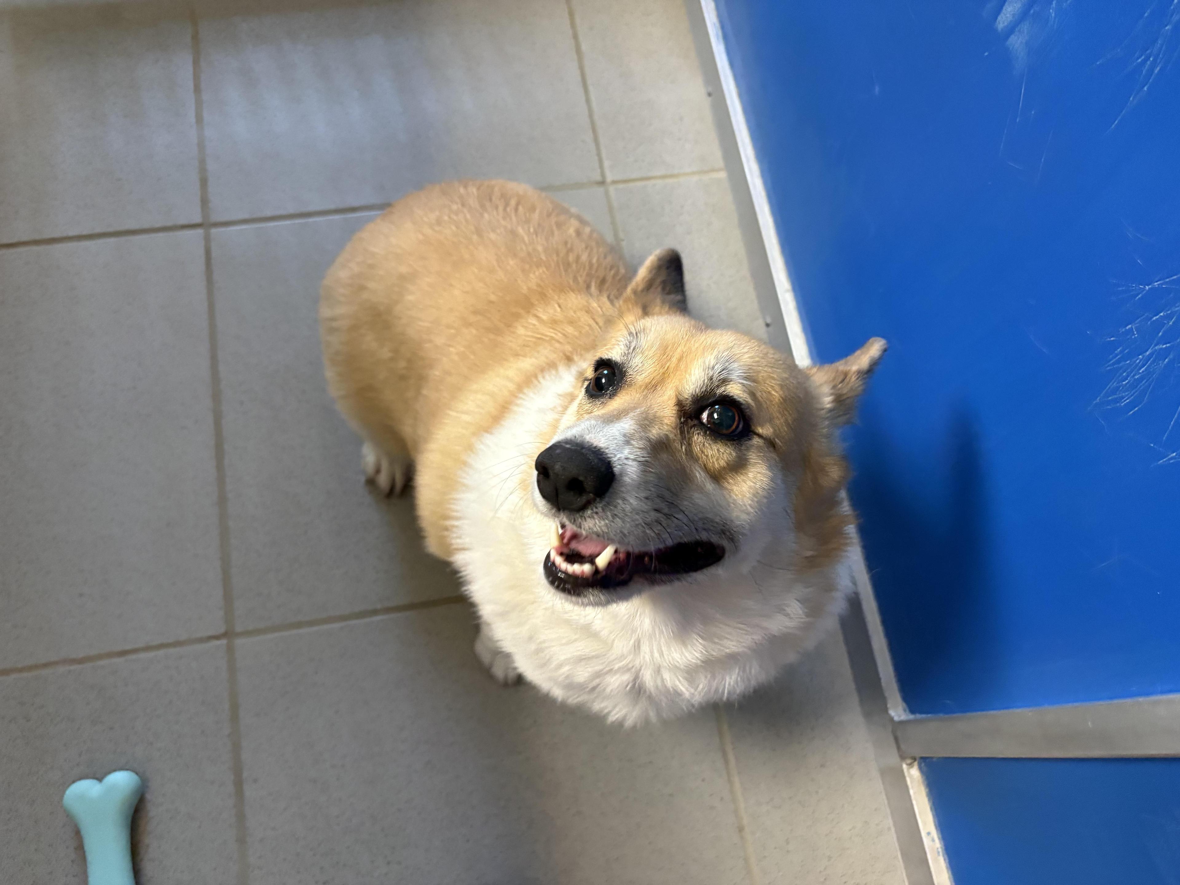 Stray Osborne County