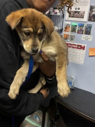 A baby small-sized female Mixed Breed dog named Vaughn for adoption in Chamblee, GA