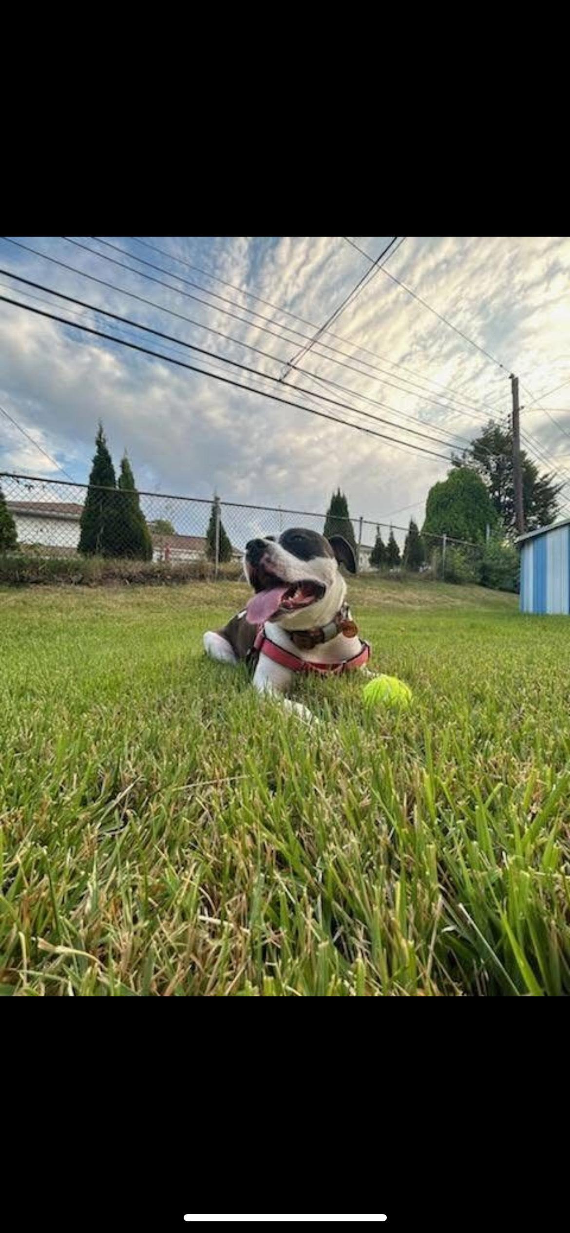 An adult large-sized female Bicolor Pit Bull Terrier dog named Dahlia Rose for adoption in New York, NY