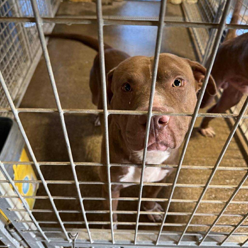 An adult medium-sized male Red / Chestnut / Orange Mixed Breed dog named Dozer for adoption in Huntington, WV