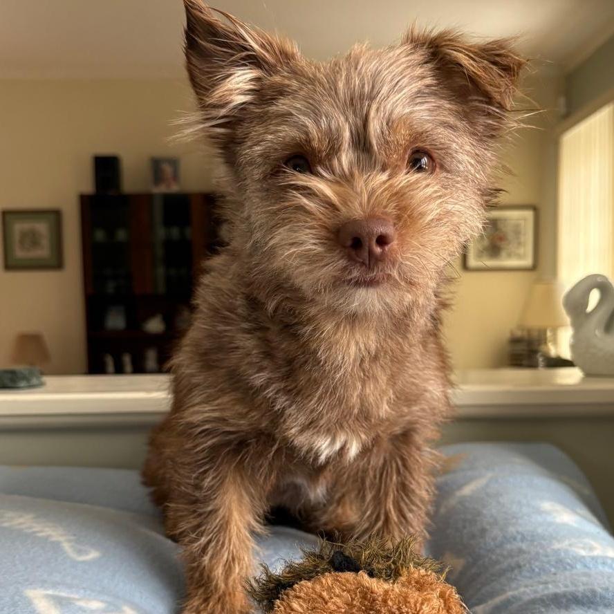 A young small-sized female Brown / Chocolate Pomapoo dog named Ms. Jelly Belly Tala for adoption in Ridgefield, WA