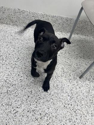 A baby small-sized male American Staffordshire Terrier dog named Tazzy for adoption in Atlanta, GA