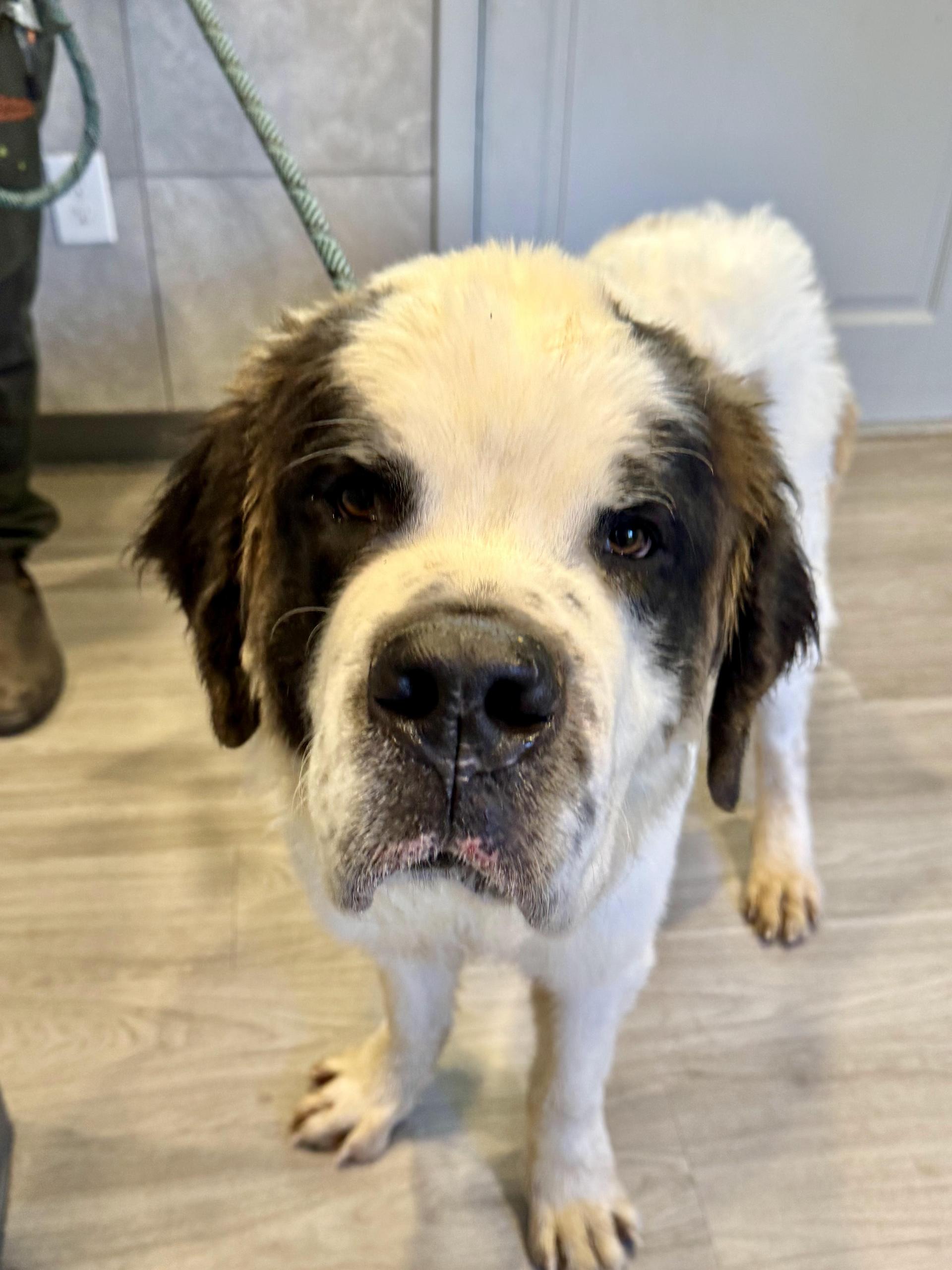 A young large-sized male Brown / Chocolate Saint Bernard dog named Crosby for adoption in Hummelstown, PA
