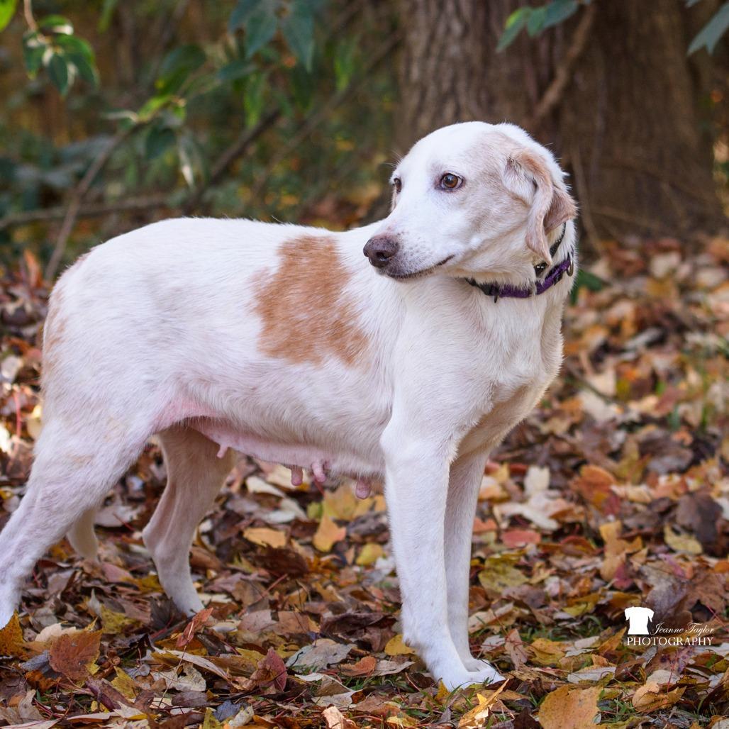 A senior medium-sized female White / Cream Hound dog named Kiri for adoption in Summerville, SC
