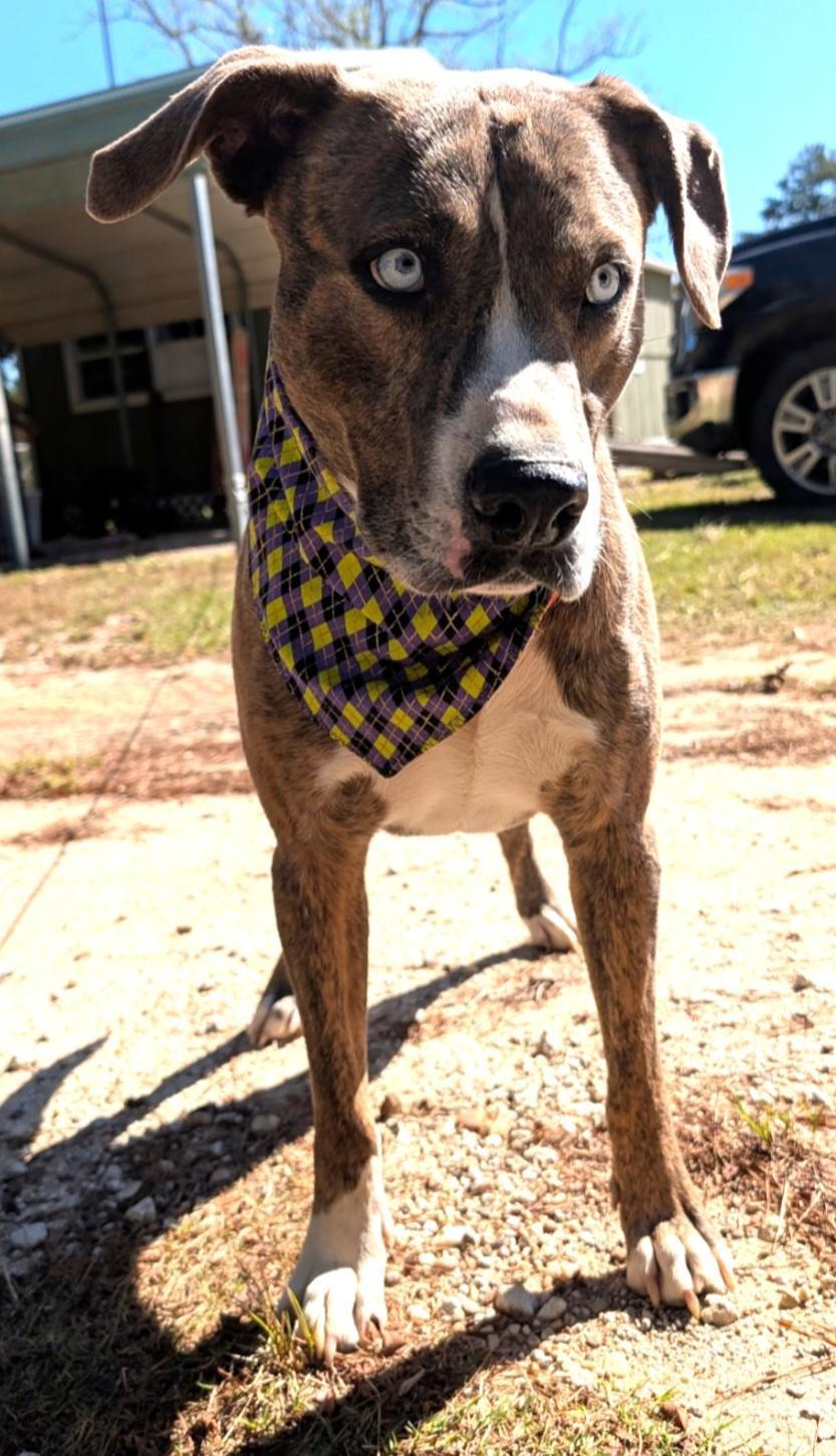 A young medium-sized male Brindle Husky dog named Bernie for adoption in Houston, TX