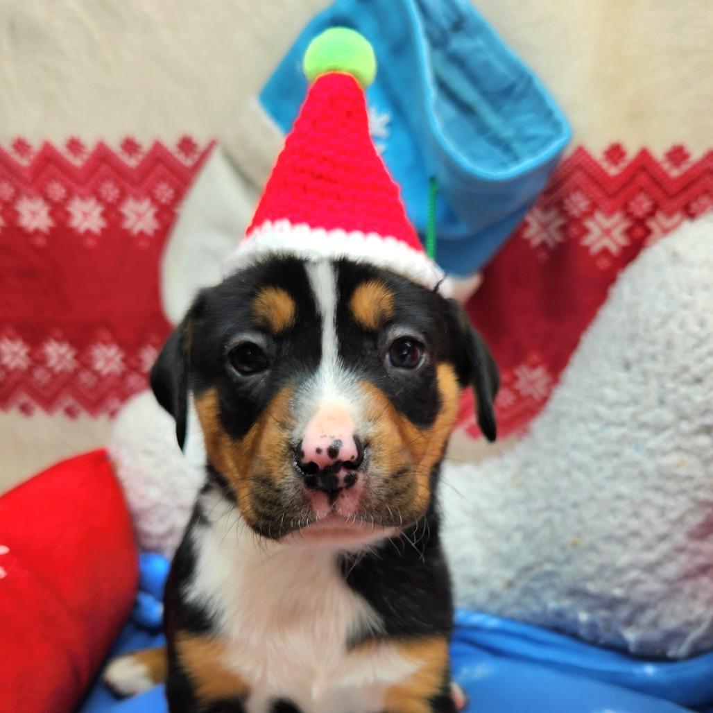 A baby small-sized female Black Mixed Breed dog named Candy Lips for adoption in Alexandria, VA