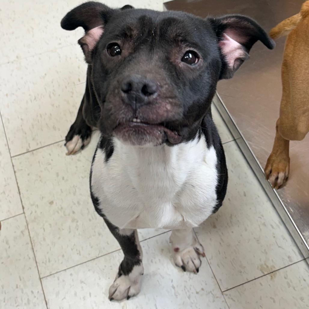 An adult medium-sized female Black Mixed Breed dog named Carolyn for adoption in Columbiana, AL