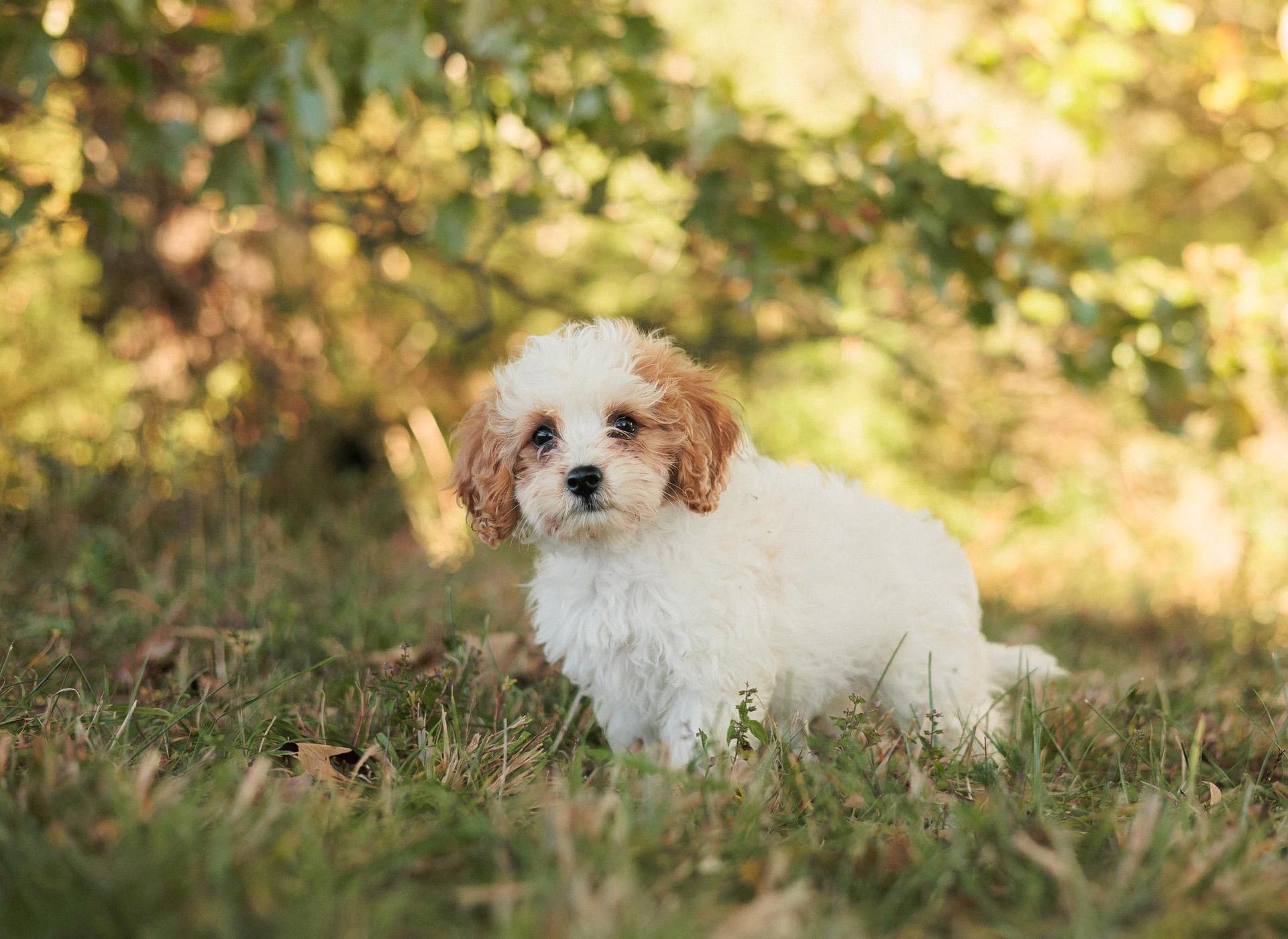 A baby small-sized female Red / Chestnut / Orange Cavalier King Charles Spaniel dog named Sheryl Transport for adoption in Gradyville, KY
